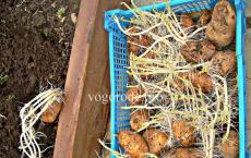 Как правильно выращивать ранний картофель — опыт из жизни Как вырастить раннюю картошку под пленкой