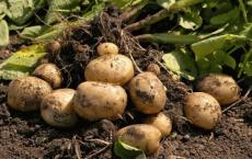 Схема подкормки картофеля – уход и выращивание картофеля